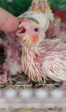 赏析